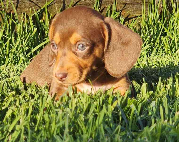 trpasličí štěňata jezevčíka hladkosrstého - foto 4