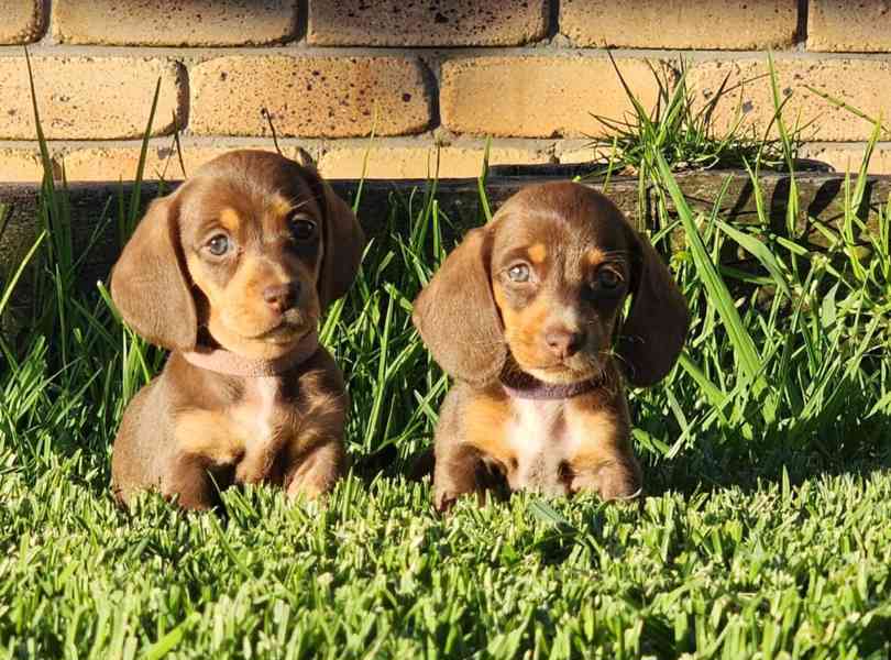 trpasličí štěňata jezevčíka hladkosrstého