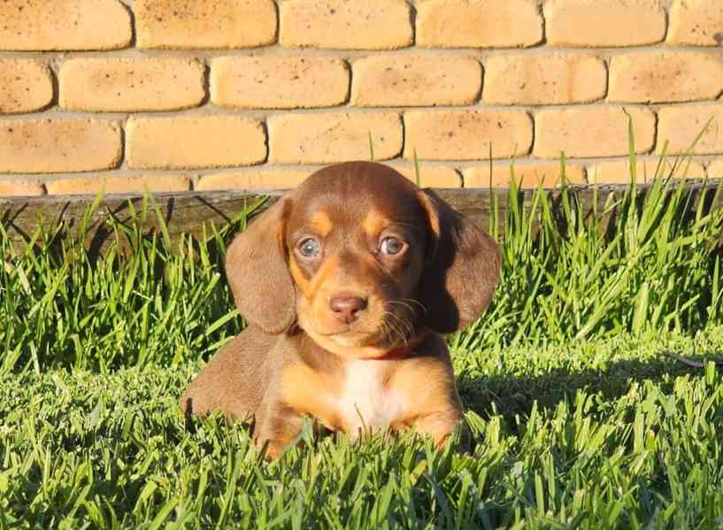 trpasličí štěňata jezevčíka hladkosrstého - foto 2