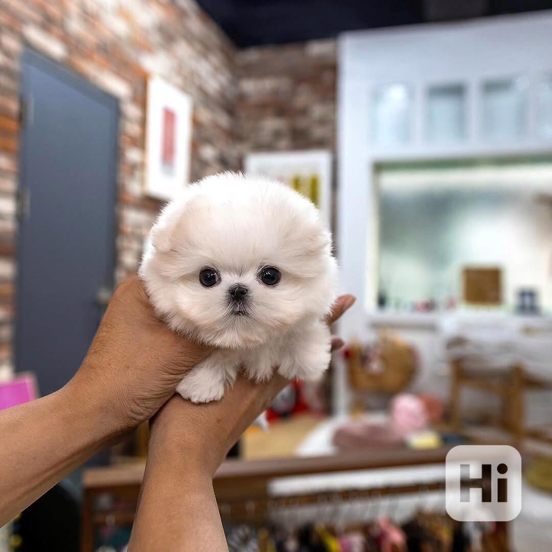 Adorable Maltese Puppy Available for Adoption 🐾   - foto 1