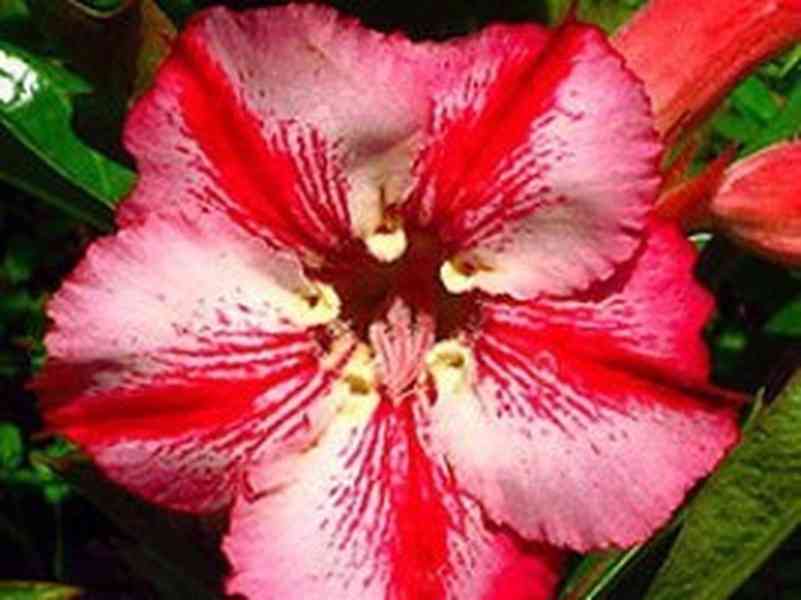 Adenium obesum romantic