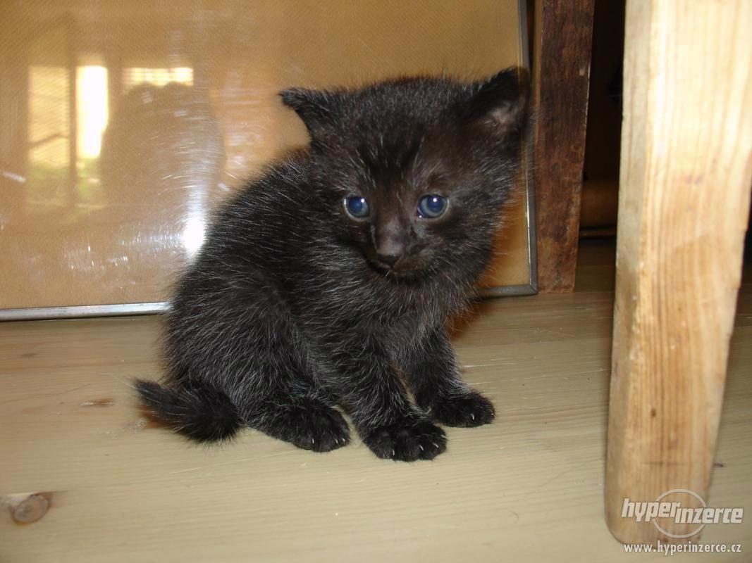 Daruji zravé dvouměsíční kotě - foto 1