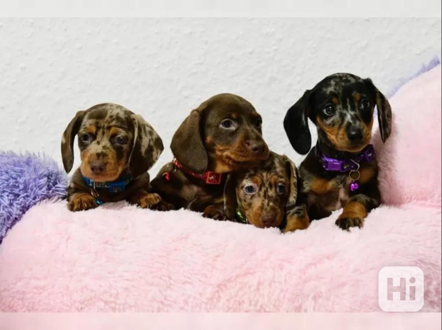 Jezevčík hladkosrstý štěňata s PP - foto 1