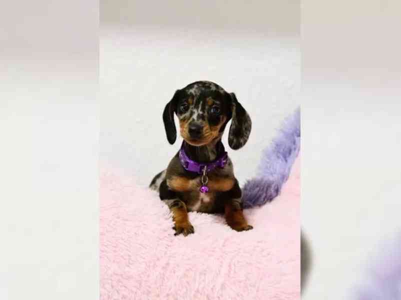 Jezevčík hladkosrstý štěňata s PP - foto 6