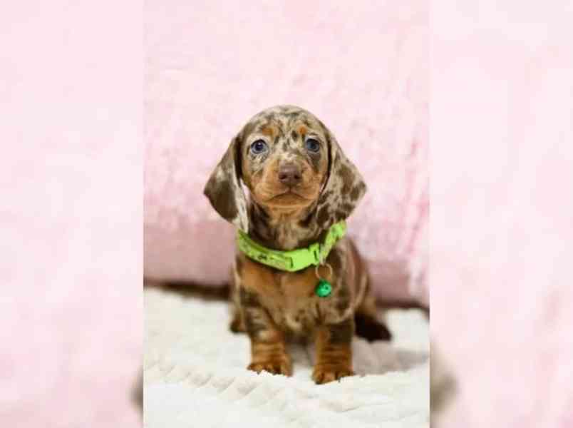 Jezevčík hladkosrstý štěňata s PP - foto 2