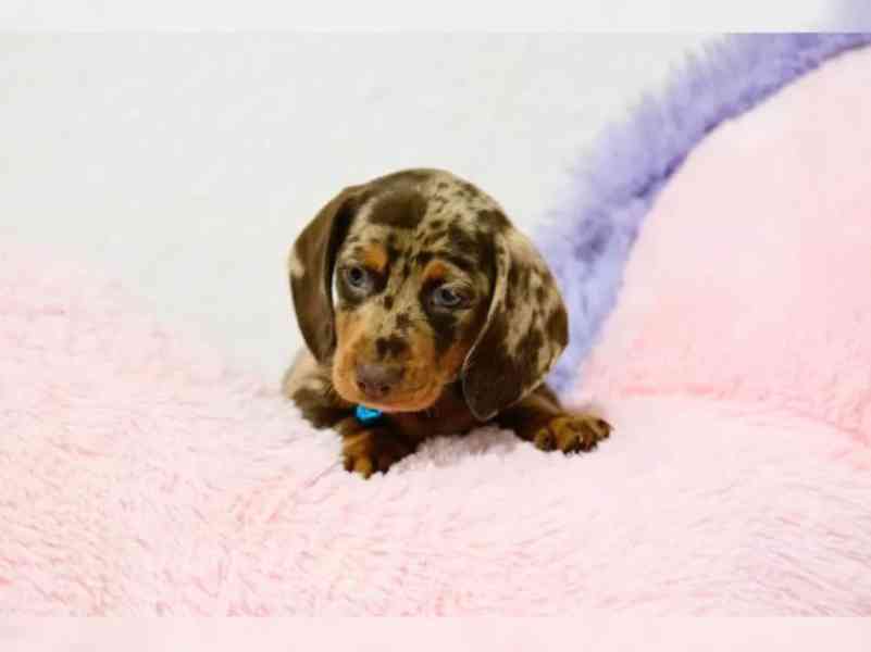 Jezevčík hladkosrstý štěňata s PP - foto 4