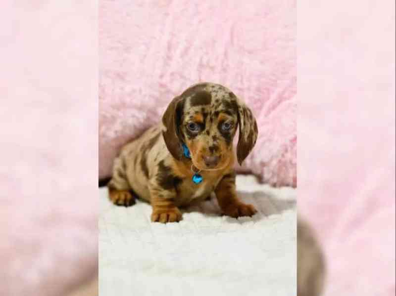 Jezevčík hladkosrstý štěňata s PP - foto 5