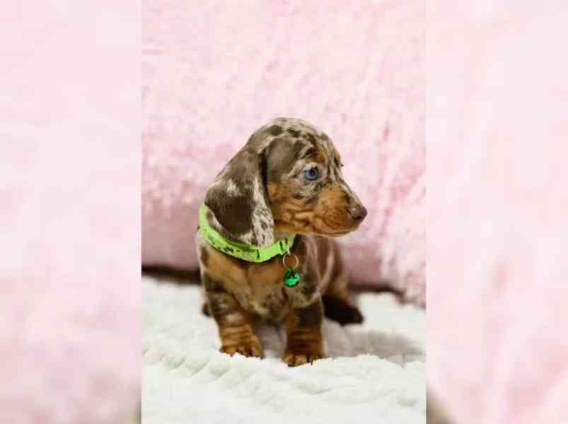 Jezevčík hladkosrstý štěňata s PP - foto 3