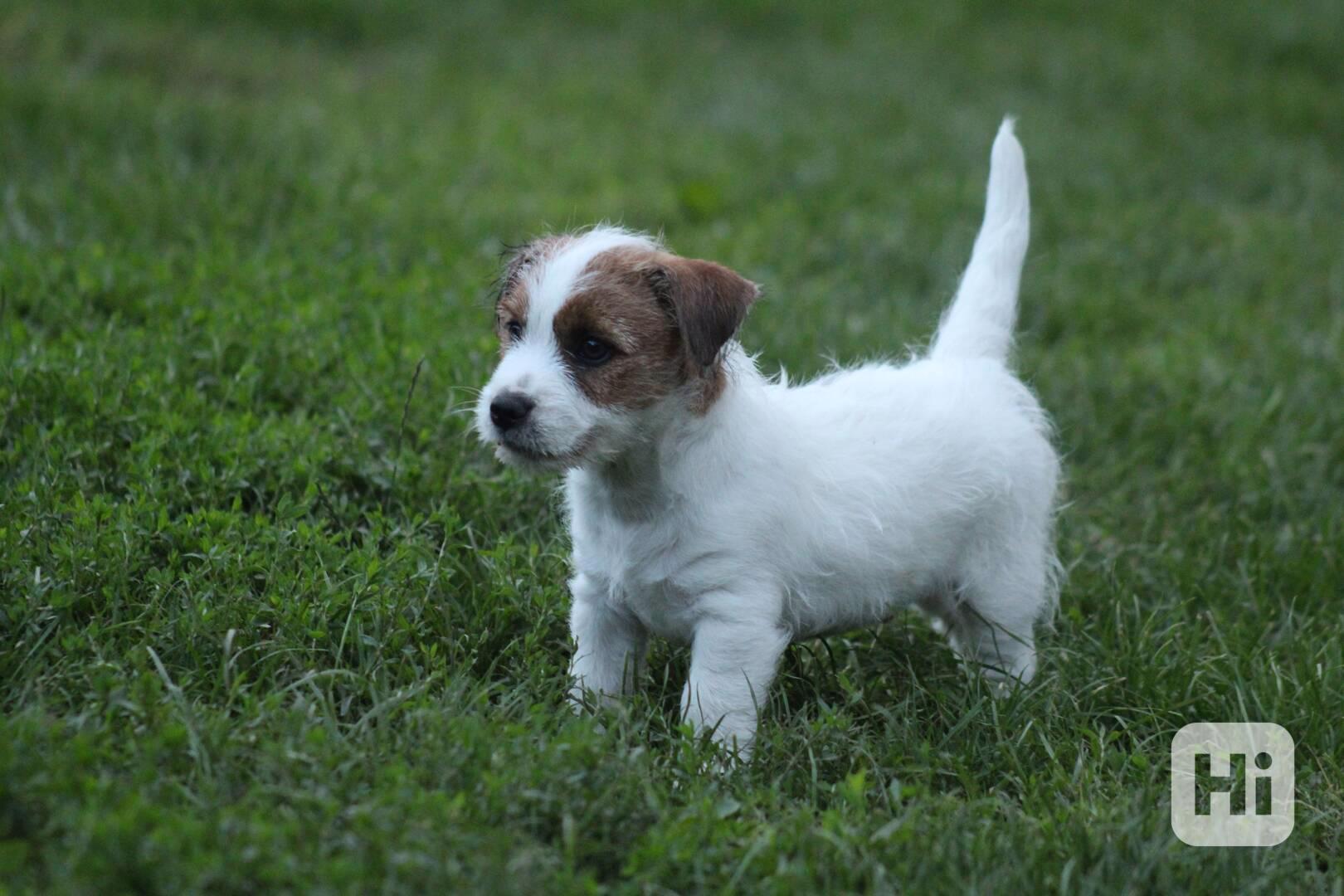 Jack russell terier s PP - foto 1