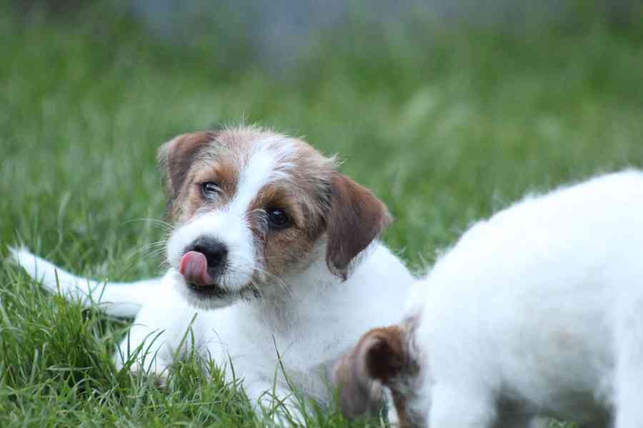 Jack russell terier s PP - foto 2