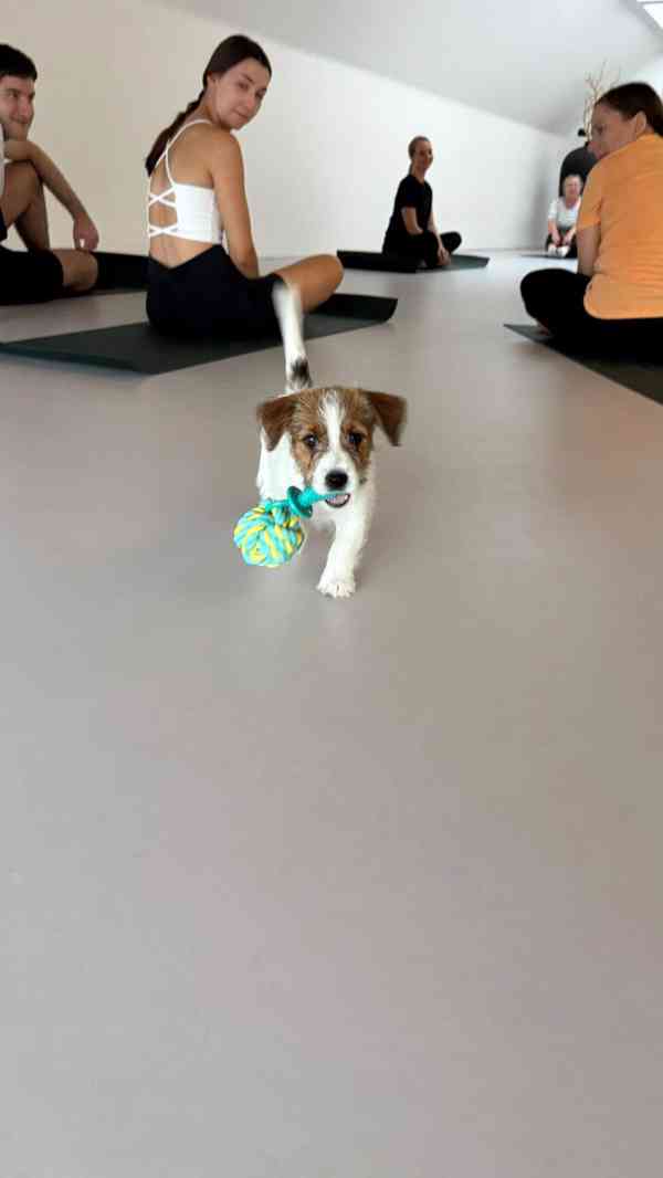 Jack russell terier s PP - foto 4