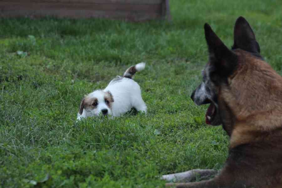 Jack russell terier s PP - foto 3