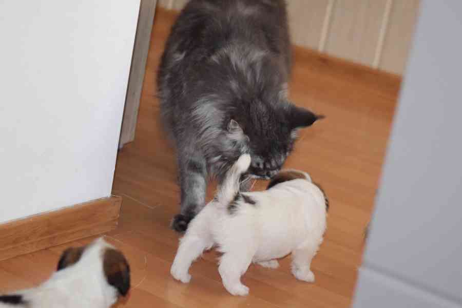 Jack russell terier s PP - foto 5