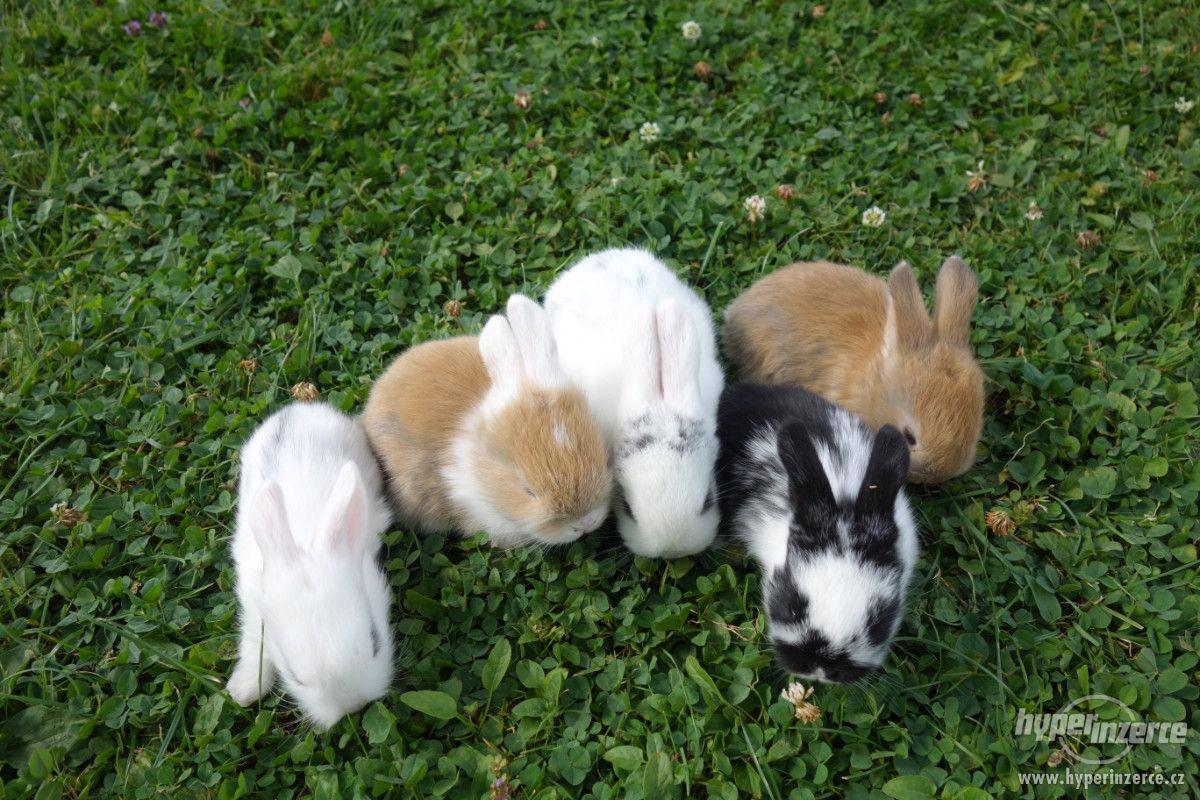 Prodám malé králíčky BERÁNKY - foto 1