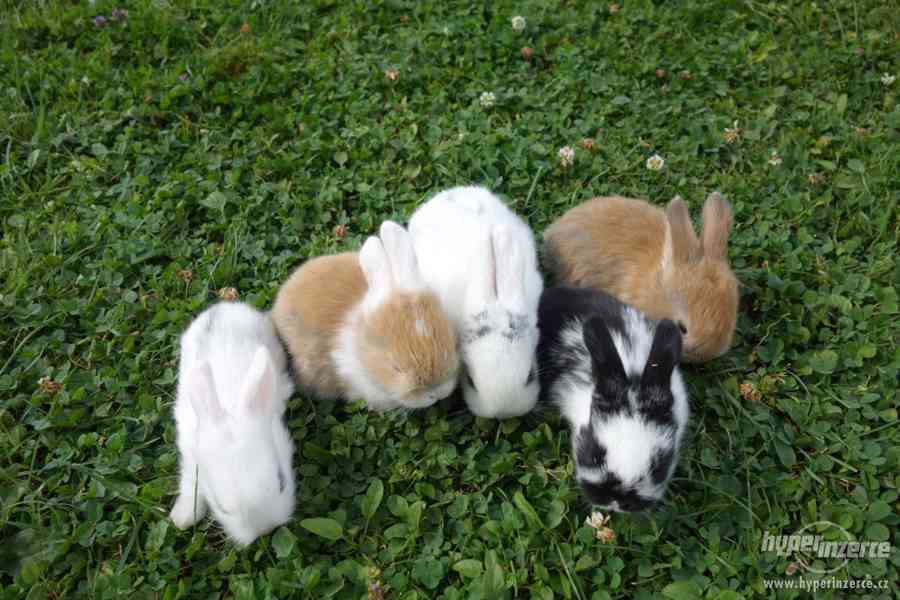 Prodám malé králíčky BERÁNKY - foto 1