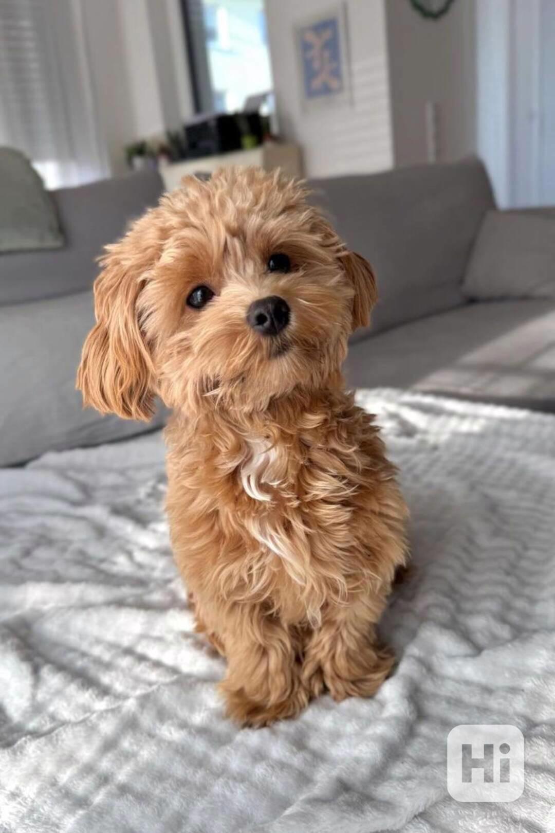 Štěňata toy pudla - foto 1