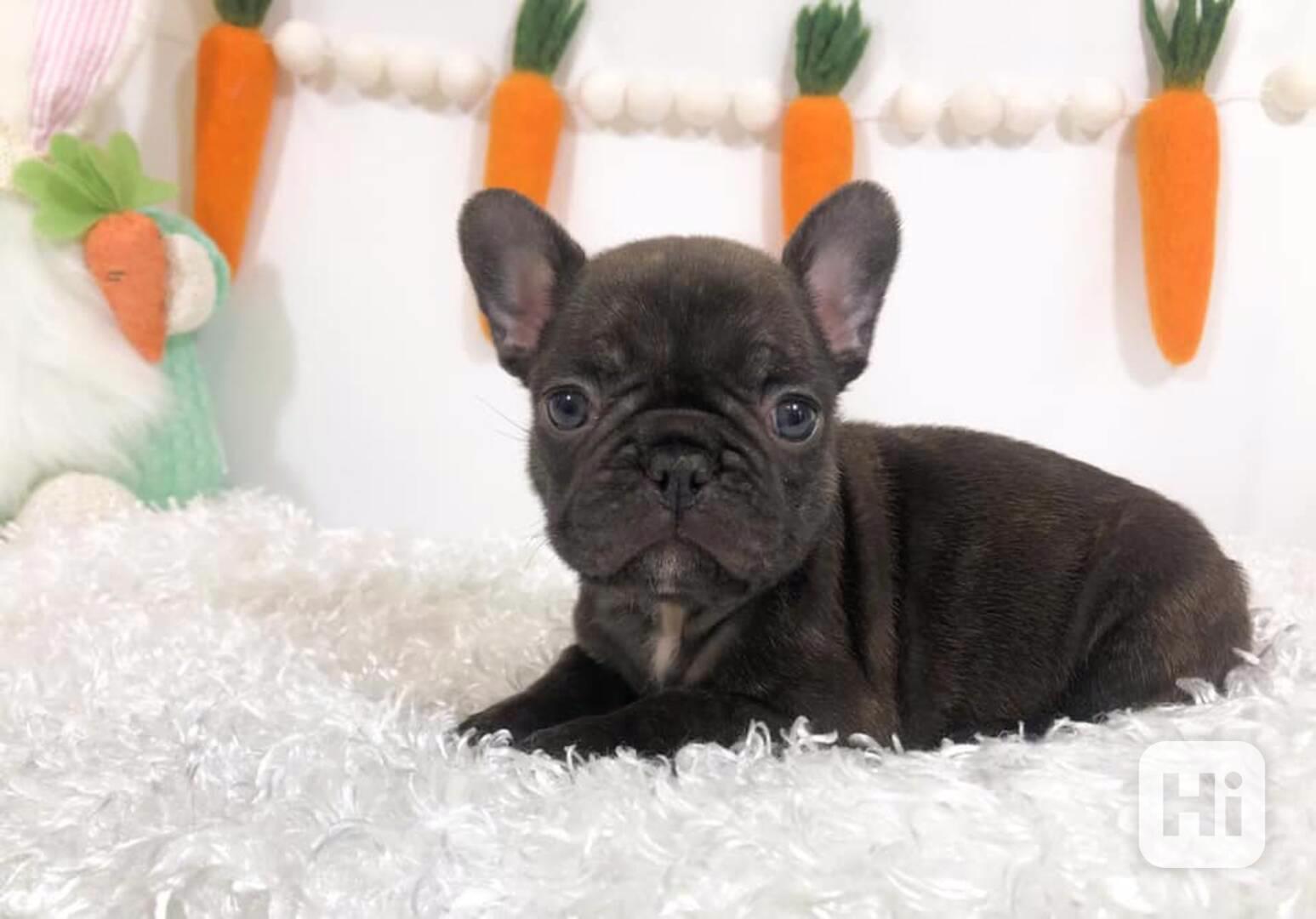 Playful French Bulldog Puppies - foto 1