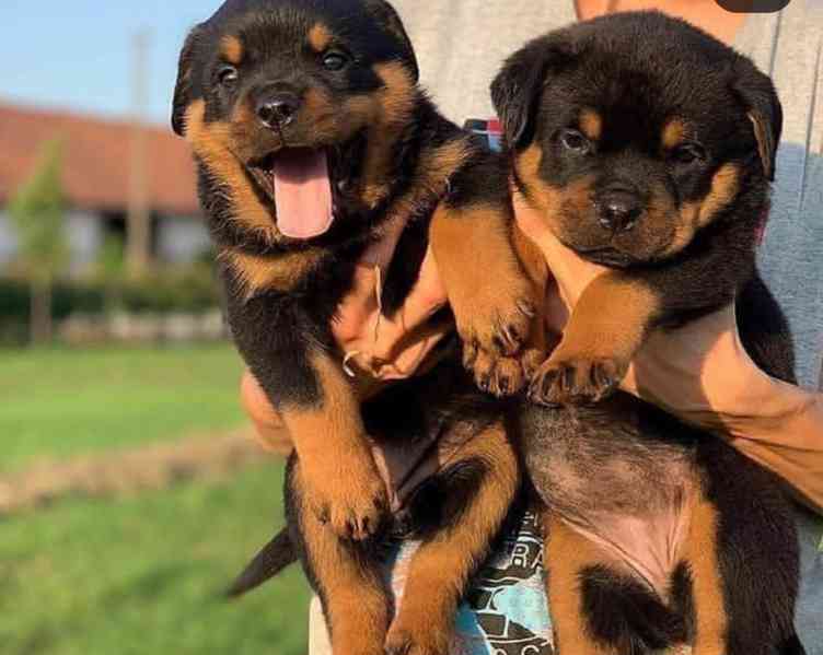 Střih rotvajlerů k adopci - foto 1