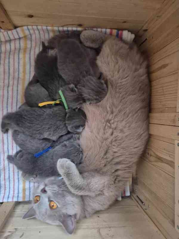 Britský modrý kocourek s PP - foto 3