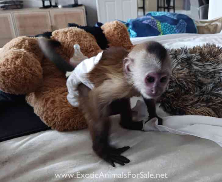 K dispozici samci a samice opic kapucínských - foto 1