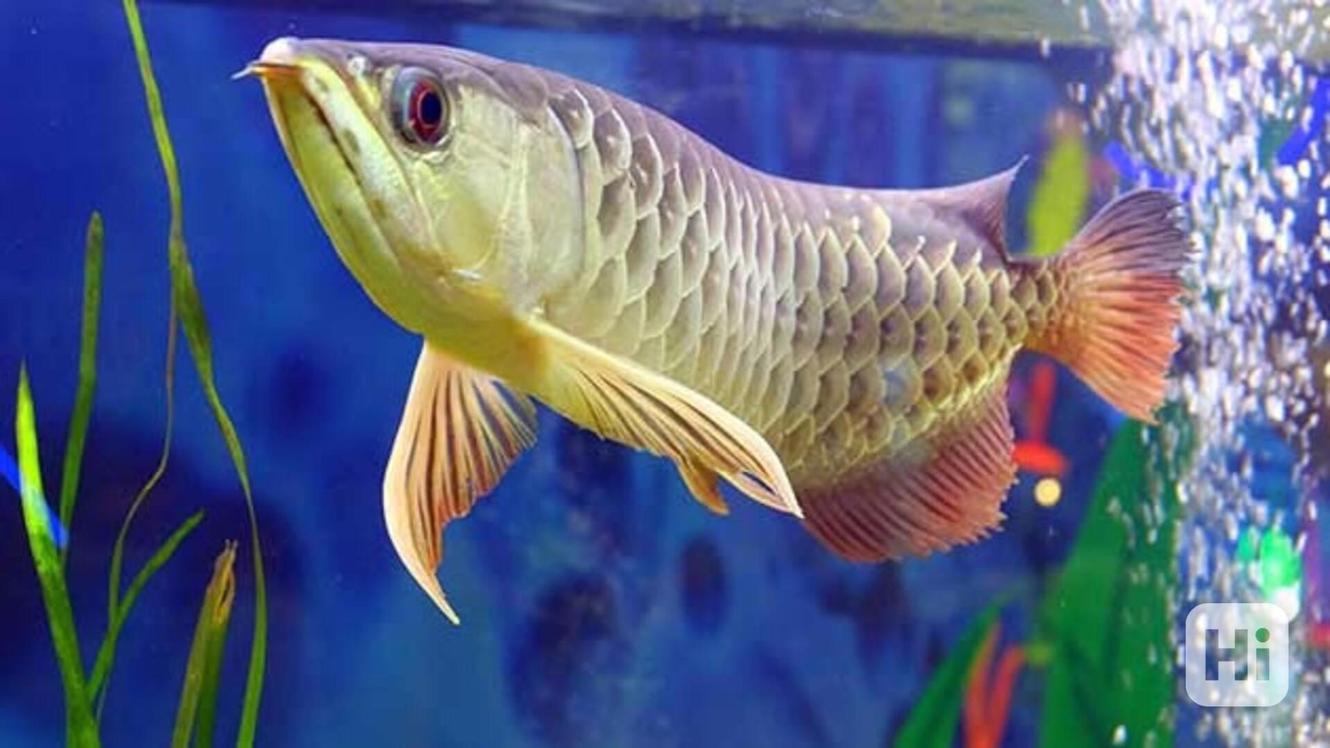 Prvotřídní sladkovodní akvarijní ryby k prodeji - foto 1