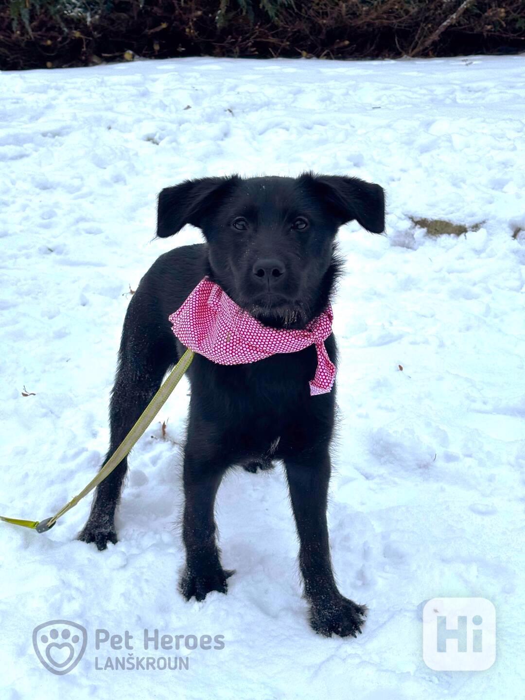 Bubla ❤ roztomilé štěně ❤ - foto 1