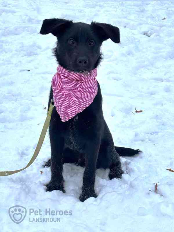 Bubla ❤ roztomilé štěně ❤ - foto 2