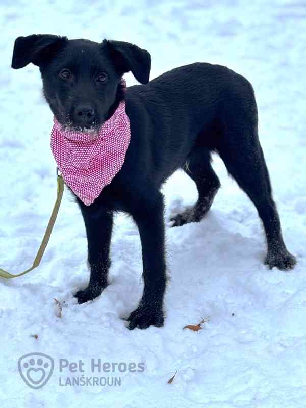 Bubla ❤ roztomilé štěně ❤ - foto 4