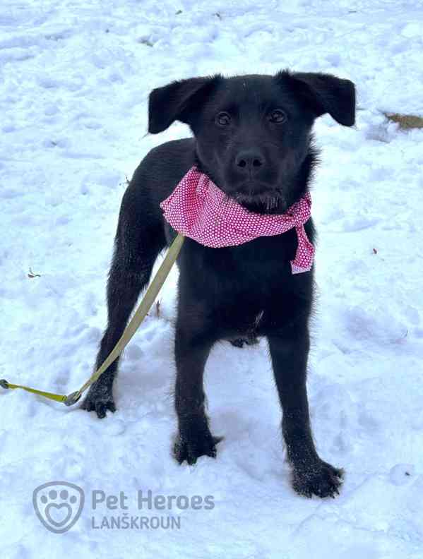 Bubla ❤ roztomilé štěně ❤ - foto 3