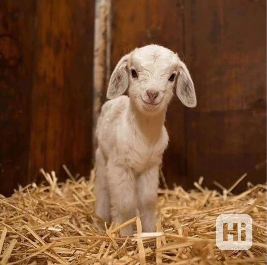 Prodám kozy světové třídy - foto 1