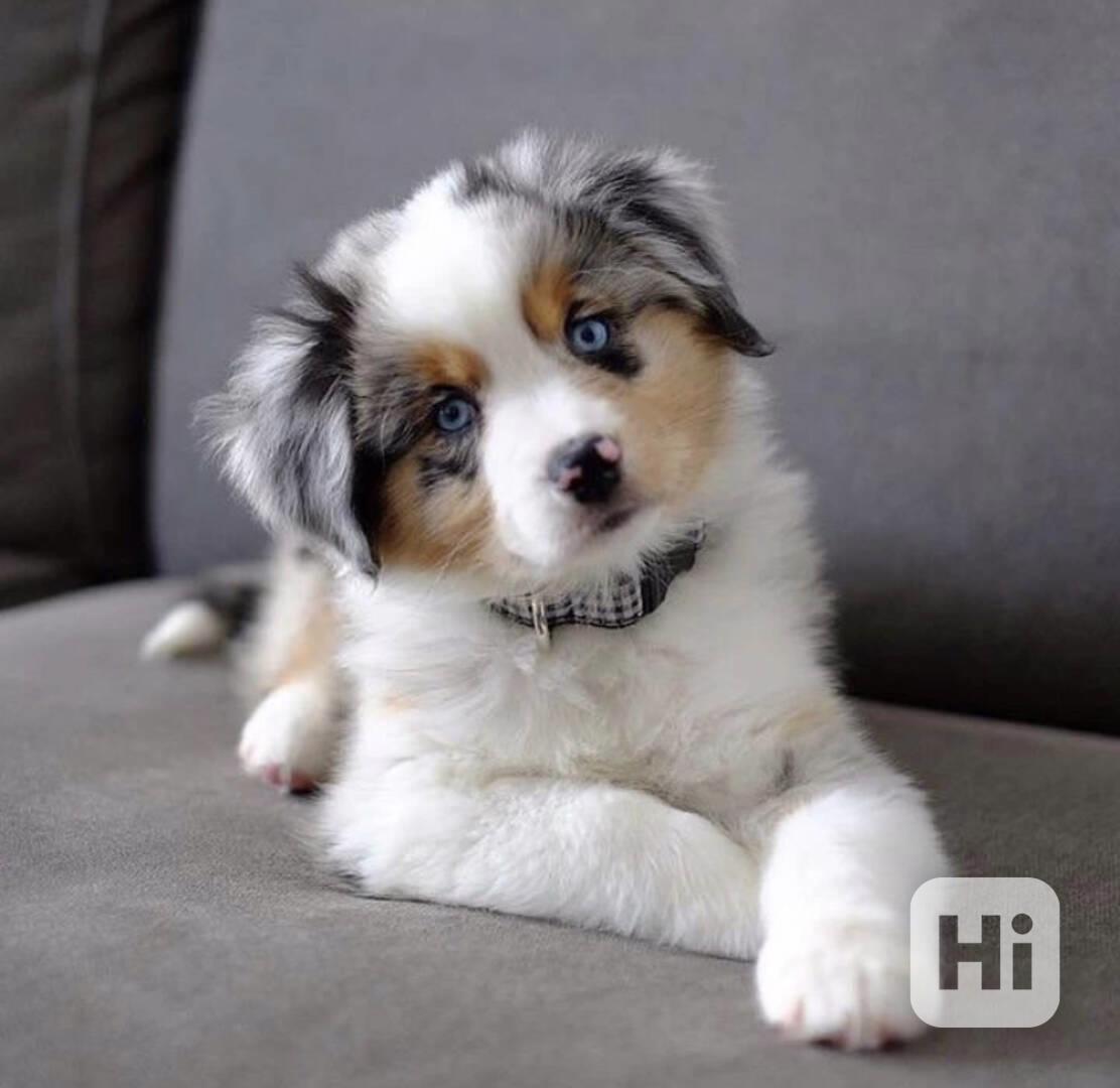 Australian Shepherd - foto 1