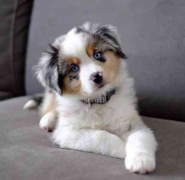 Australian Shepherd - foto 1