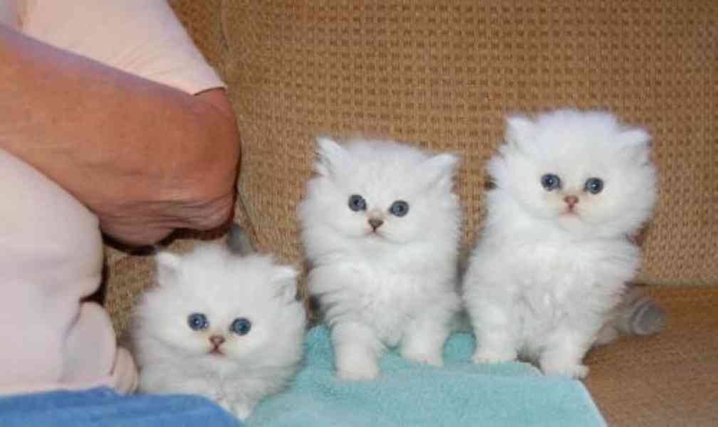 zdravá perská koťata k adopci - foto 1