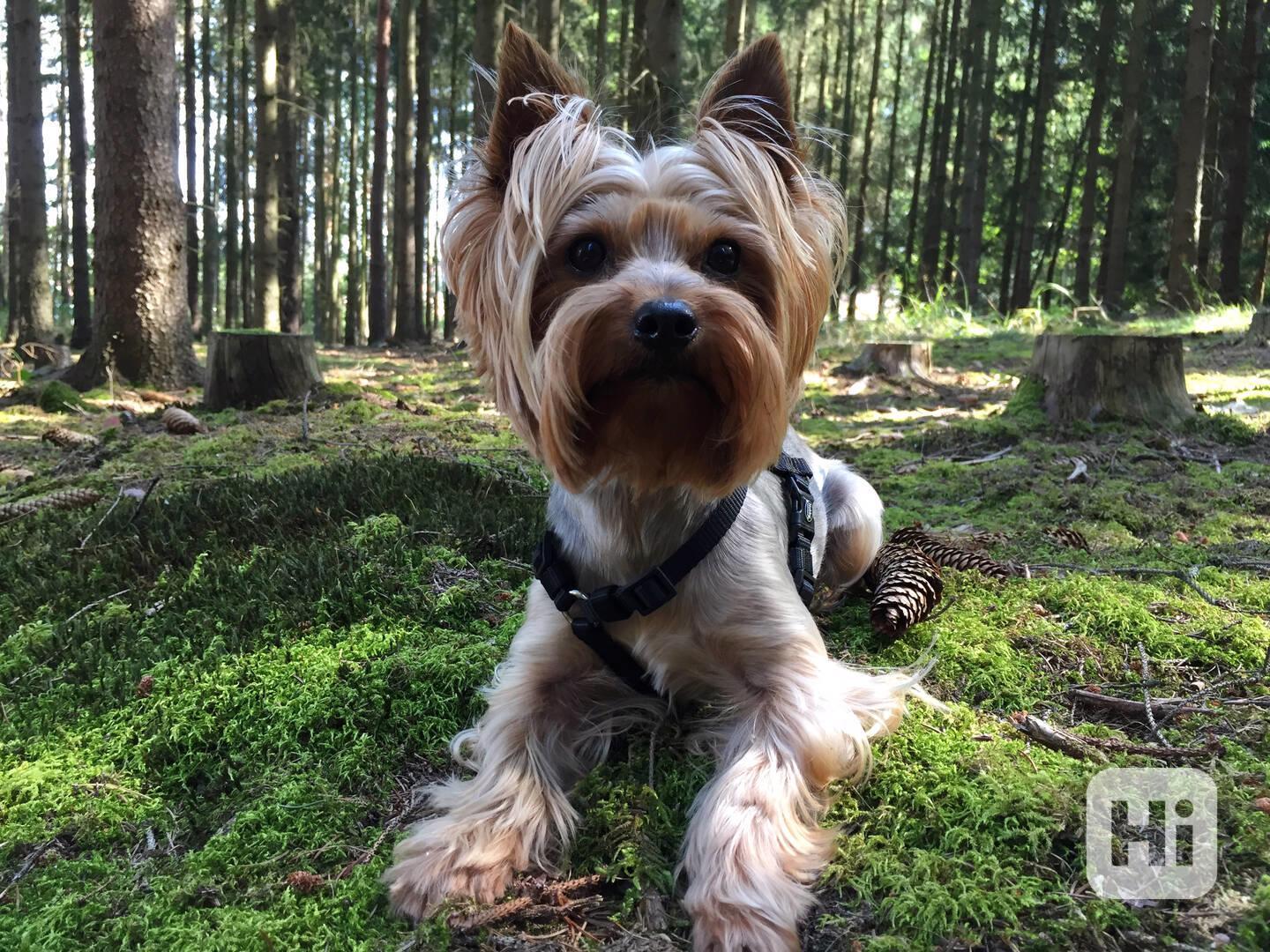 Jorkšírský teriér krytí, připuštění - foto 1