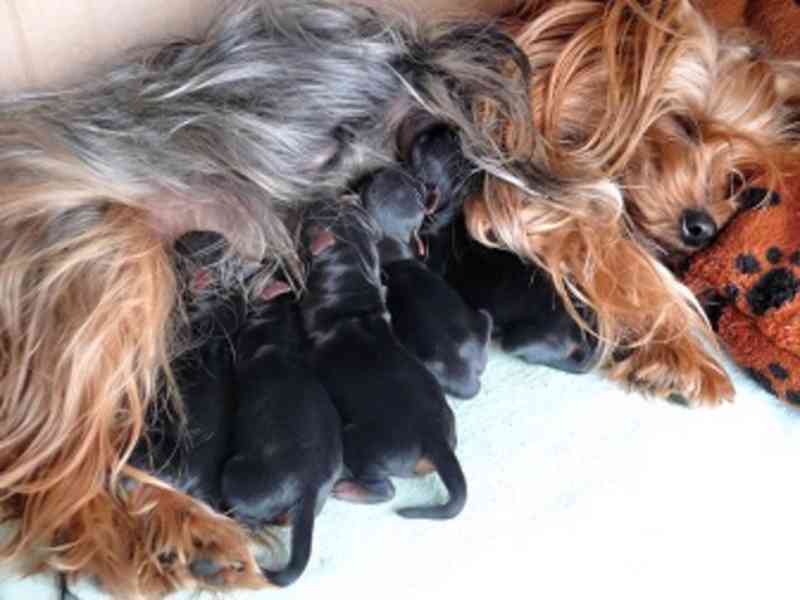 Jorkšírský teriér krytí, připuštění - foto 20