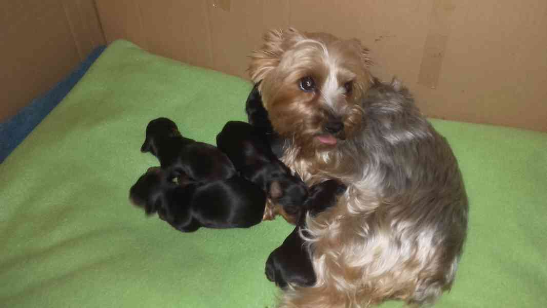 Jorkšírský teriér krytí, připuštění - foto 14