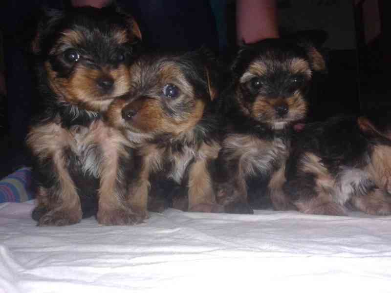 Jorkšírský teriér krytí, připuštění - foto 12