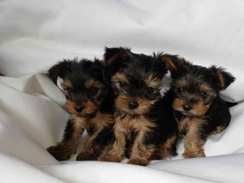 Jorkšírský teriér krytí, připuštění - foto 7