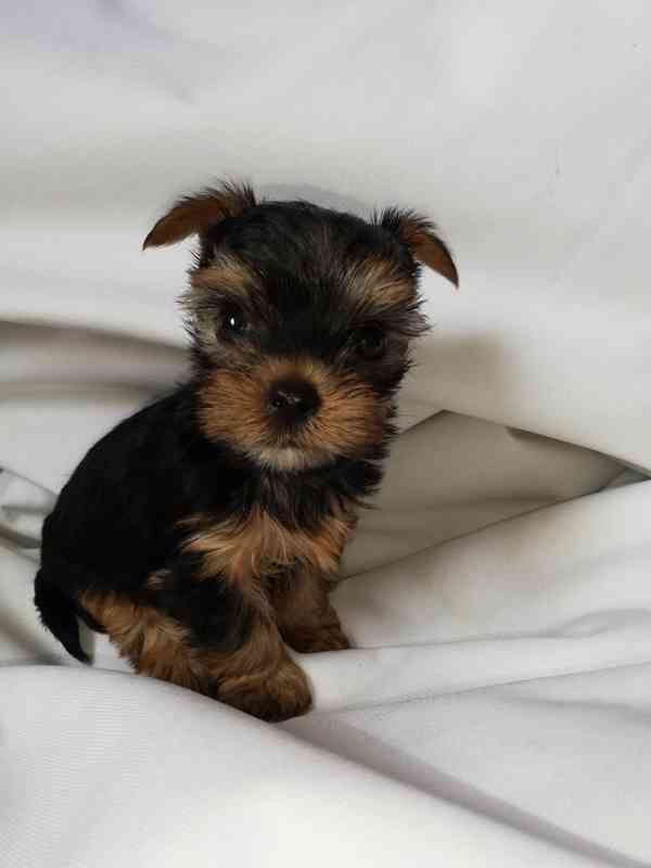 Jorkšírský teriér krytí, připuštění - foto 11