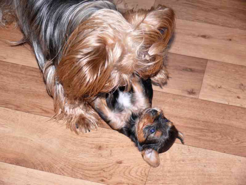 Jorkšírský teriér krytí, připuštění - foto 19