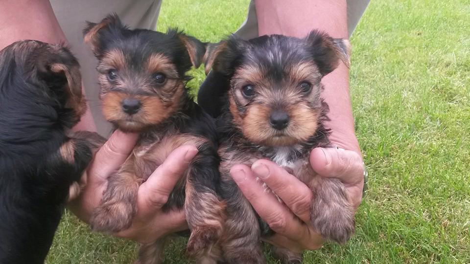 Jorkšírský teriér krytí, připuštění - foto 13