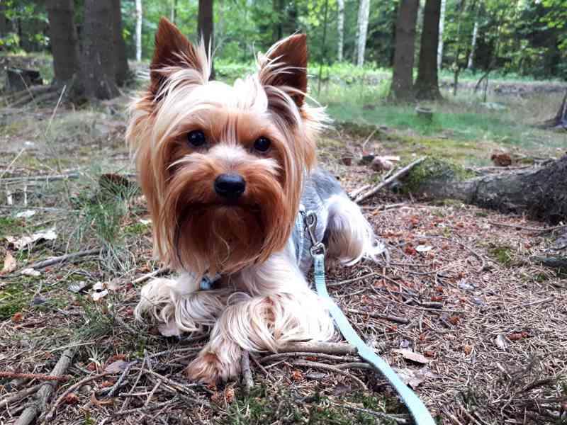 Jorkšírský teriér krytí, připuštění - foto 6