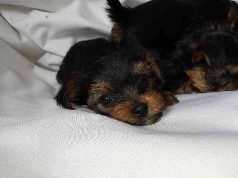 Jorkšírský teriér krytí, připuštění - foto 10