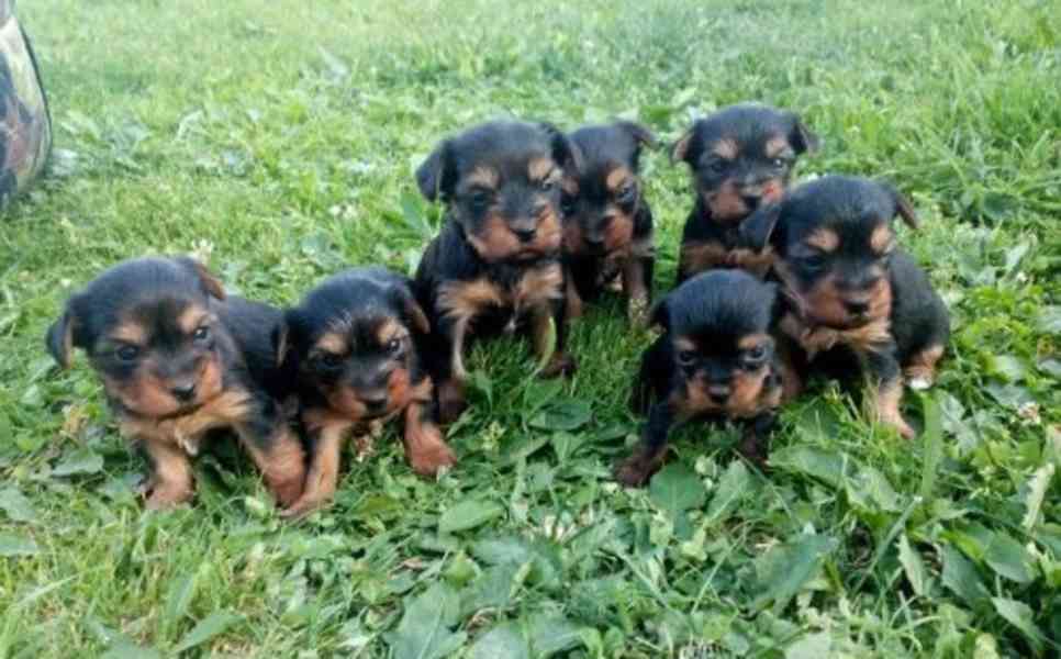 Jorkšírský teriér krytí, připuštění - foto 8