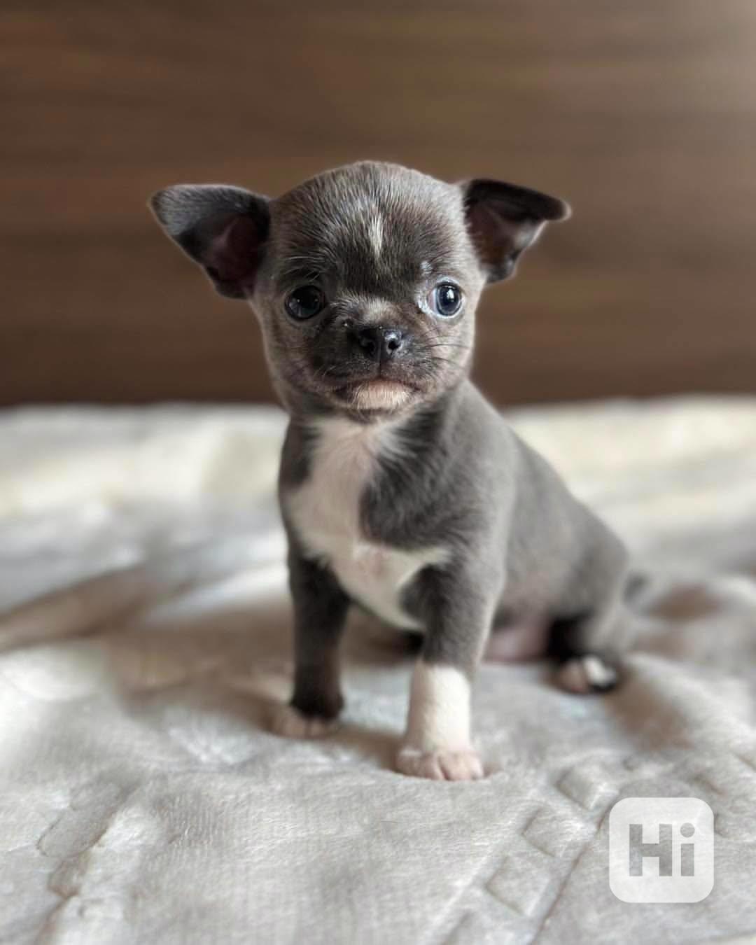 Štěňata čivavy - foto 1