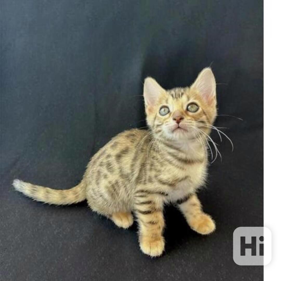 Bengálsko a koťata k adopci  - foto 1