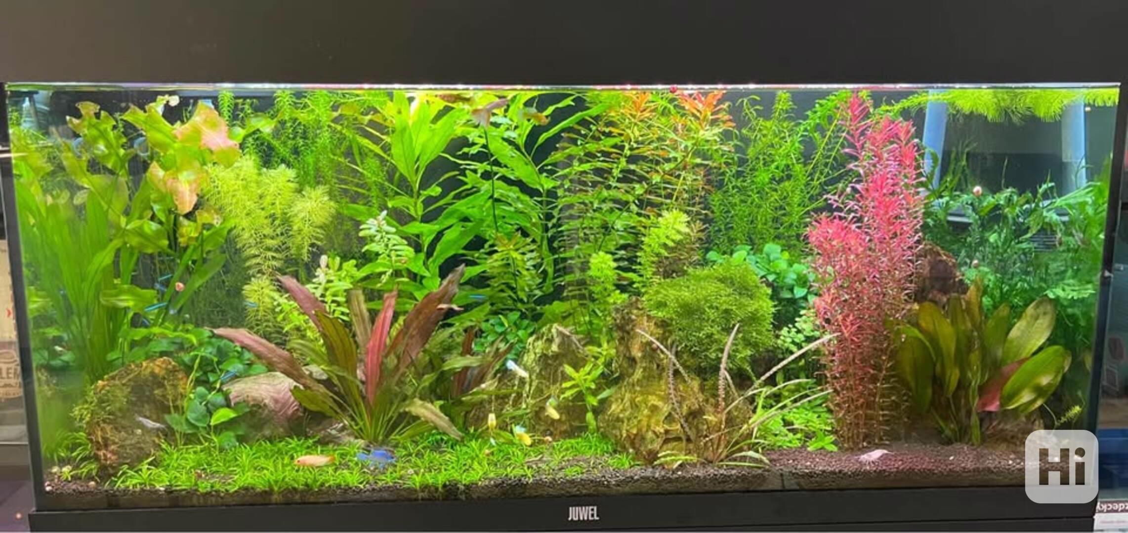 Prostřih akvária - foto 1