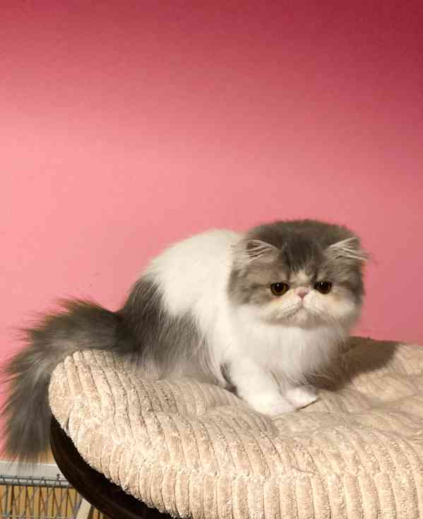 Perská kočka s PP - foto 1