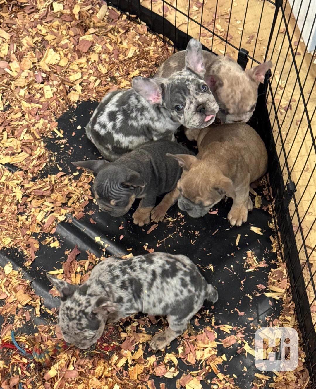 Přítulní francouzští buldoci pro vás - foto 1