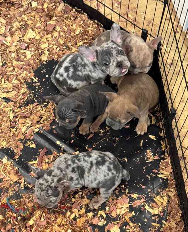 Přítulní francouzští buldoci pro vás - foto 1